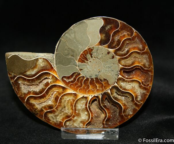 Inch Polished Madagascar Ammonite (Half) #1068